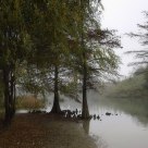 The pond in november